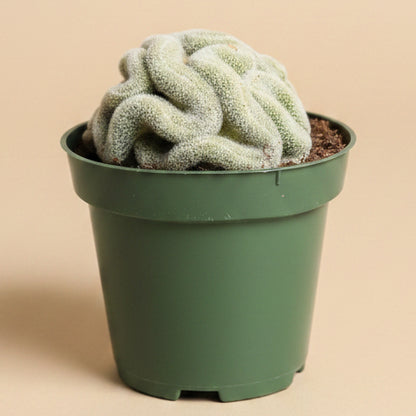 Mammillaria Perbella Cristata - Brain Cactus - 4.5” pot