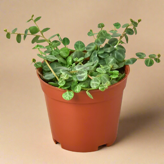 Peperomia Prostrata 'String of Turtles'