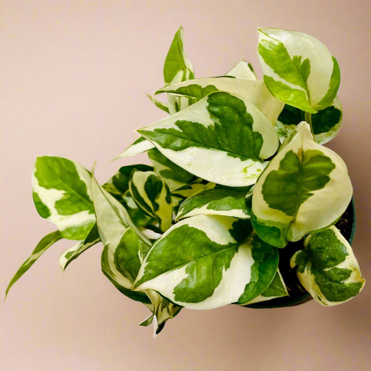4” Pothos ‘N’Joy’ Epipremnum