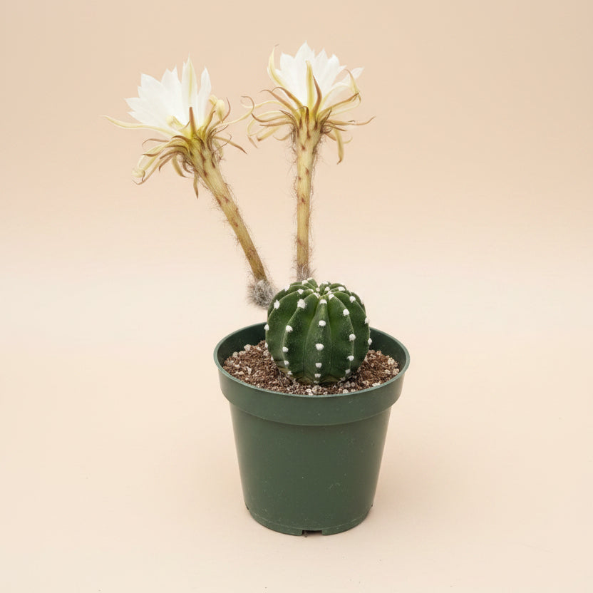 Domino Cactus -  Echinopsis subdenudata 4.5” pot