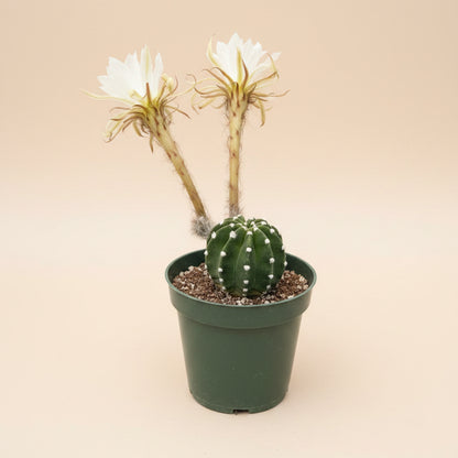 Domino Cactus -  Echinopsis subdenudata 4.5” pot