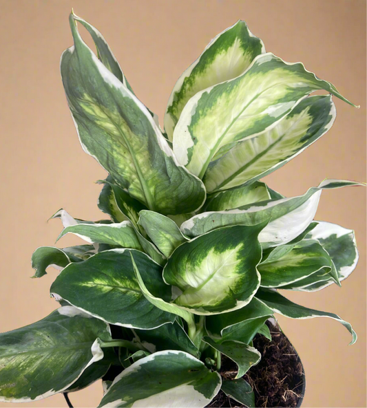 Dieffenbachia 'Cool Beauty'