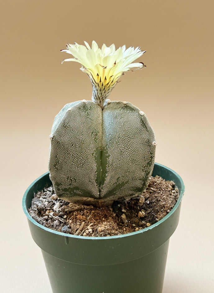 Astrophytum Myriostigma - Bishop's Cap - 4.5”