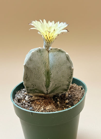 Astrophytum Myriostigma - Bishop's Cap - 4.5”