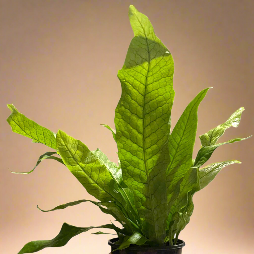 4” Crocodile Fern - Microsorum Musifolium ‘Crocodyllus’