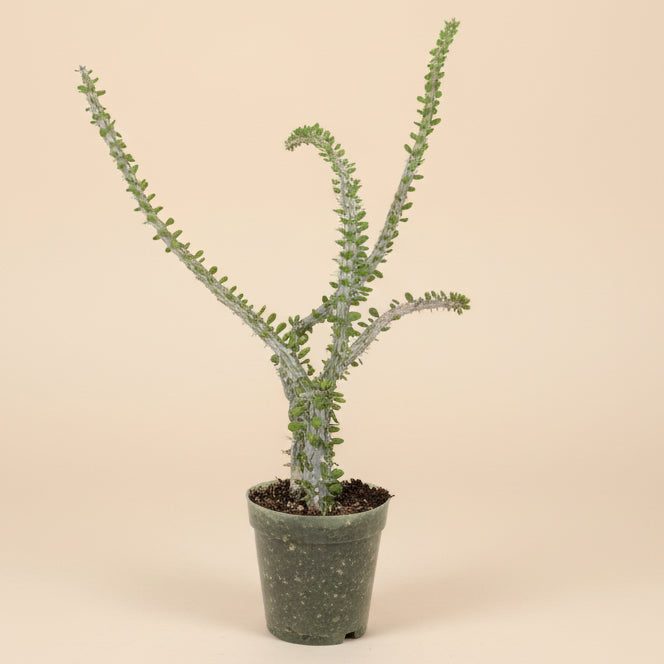 Alluaudia procera (False Ocotillo)