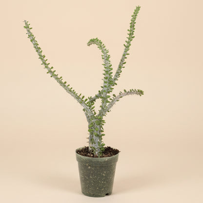 Alluaudia procera (False Ocotillo)