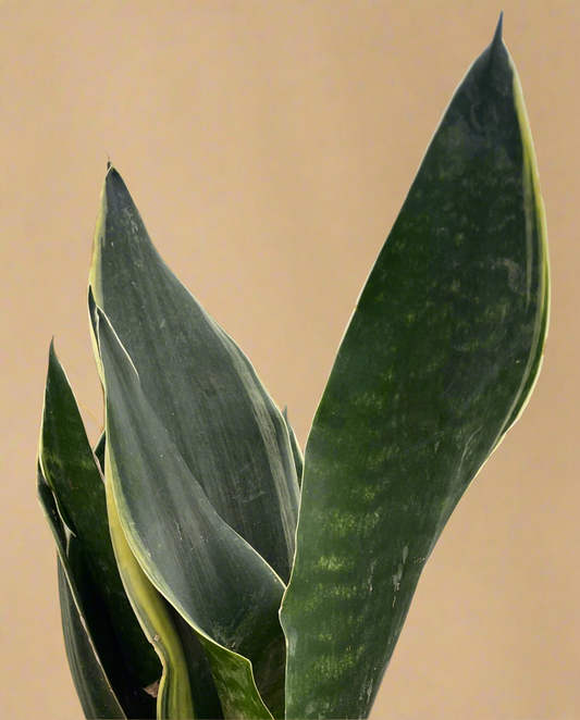 Sansevieria Trifasciata ‘Fabi’ – Snake Plant
