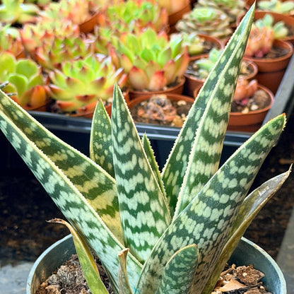 Gonialoe variegata “Tiger Aloe” in a 4.5-Inch Grower’s Pot