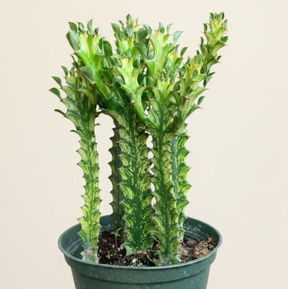 Euphorbia Trigona ‘Mint Creme’  Varigated - 4.5” pot