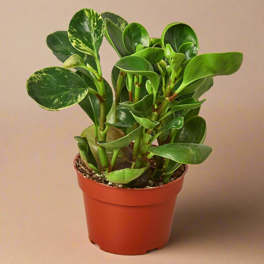 Peperomia 'Marble'