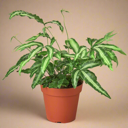 Pteris Cretica 'Albo Fern'
