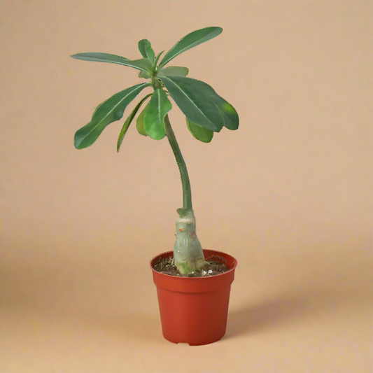 Adenium Obesum 'Desert Rose'