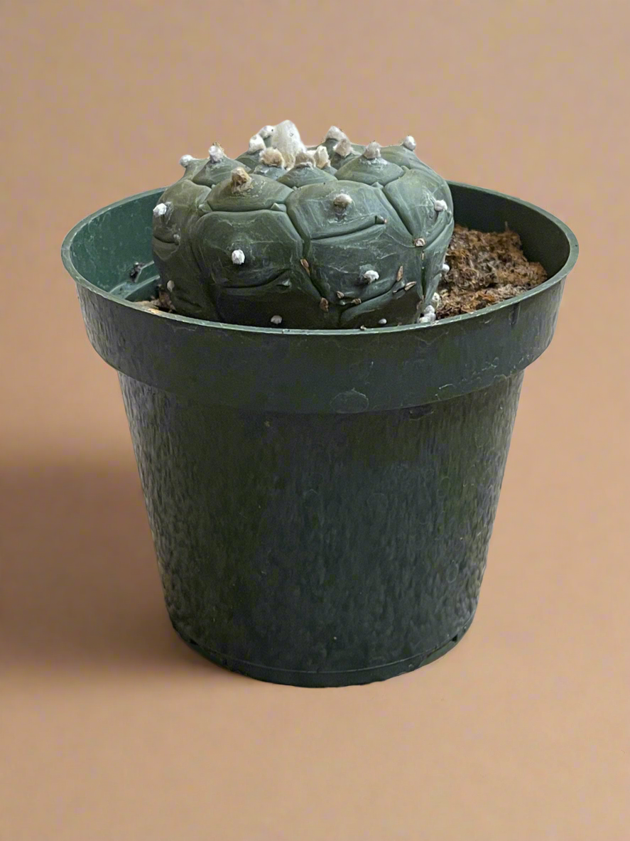 4.5” Astrophytum Asterias cv. Kikko Nudum “Lizard Skin”