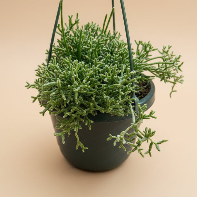 Rhipsalis Cereuscula - Coral Cactus
