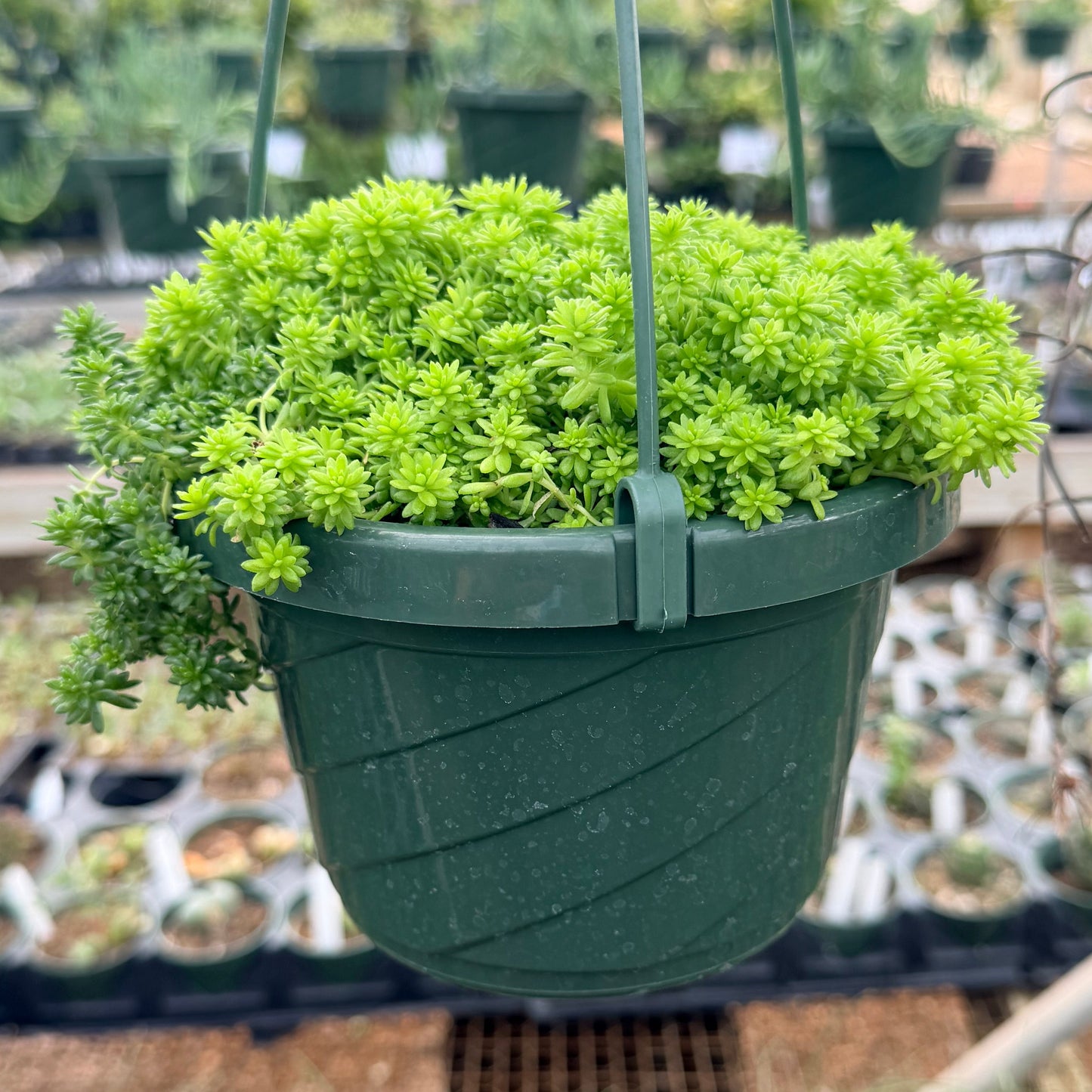 Sedum Golden Stonecrop 6” HB