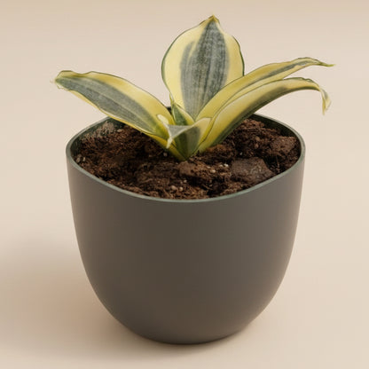 Birds Nest Snake Plant - Sansevieria ‘Favorite Green Hahnii’ 4.5” pot