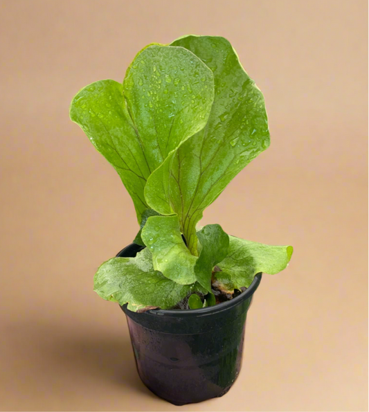 Platycerium Elephantotis
