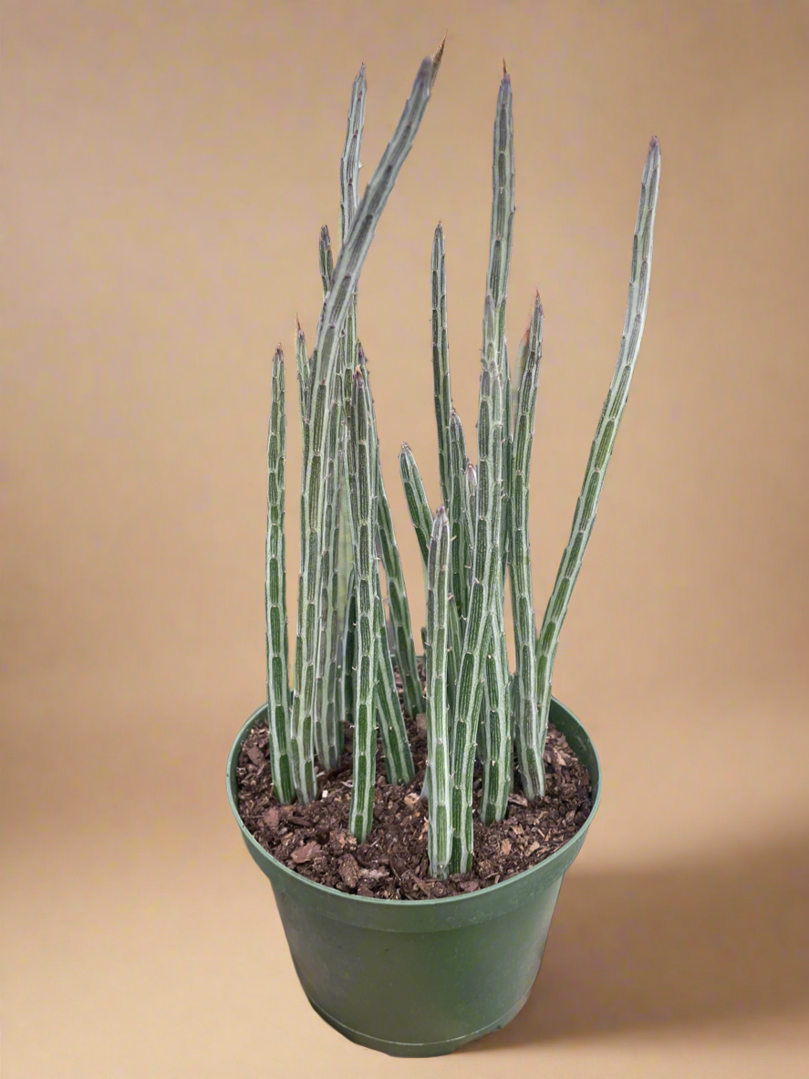 Senecio Stapeliiformis Pickle Plant