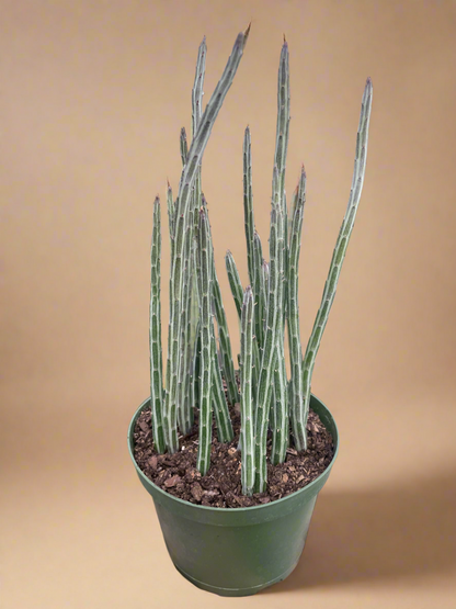 Senecio Stapeliiformis Pickle Plant
