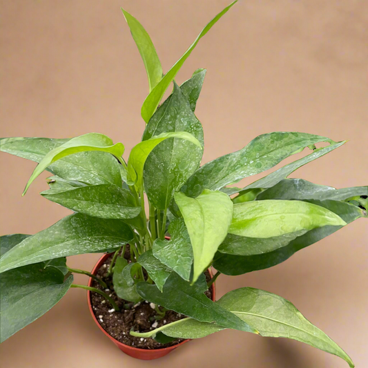 Pothos Skeleton Key