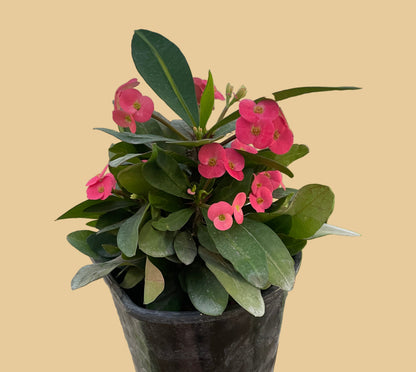 Crown of Thorns