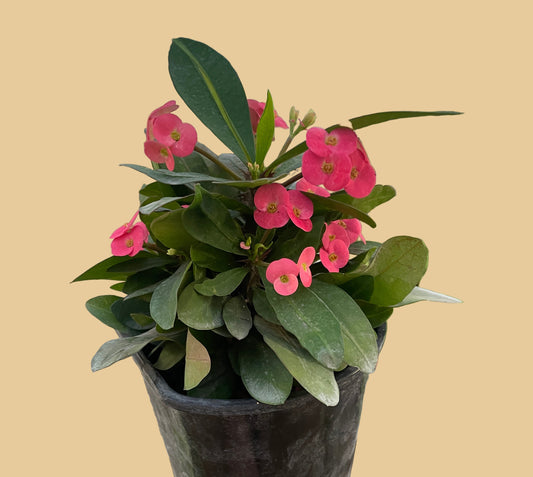 Crown of Thorns