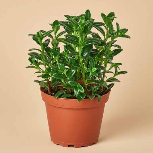 Nemetanthus Candy Corn Plant 'Brazilian Firecracker'