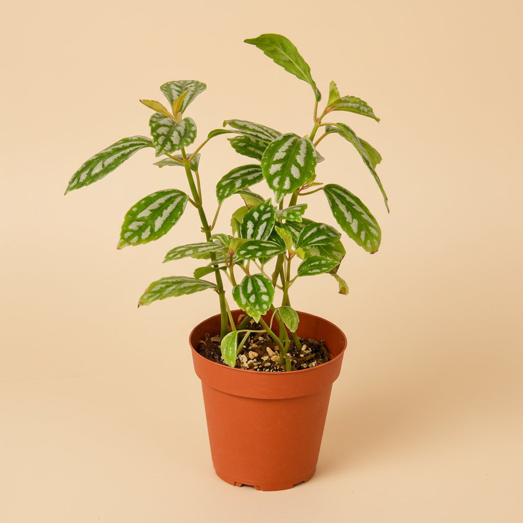 Pilea 'Aluminum'