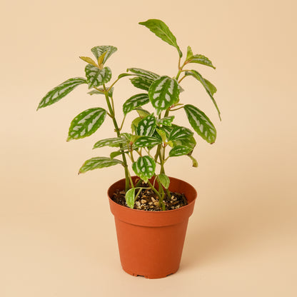 Pilea 'Aluminum'