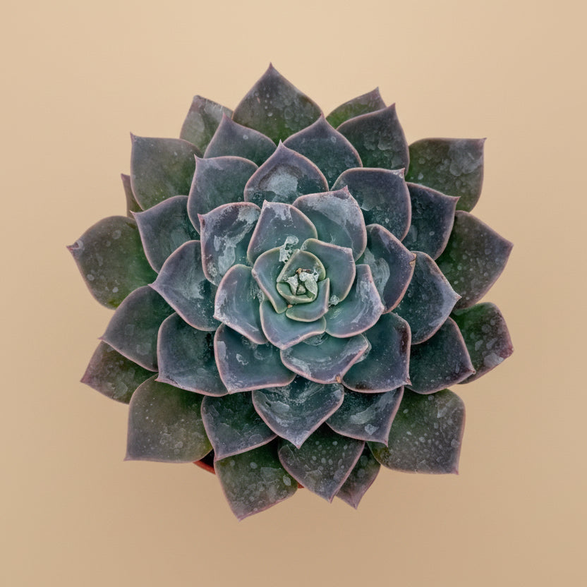 Echeveria Blue Prince | 6 inch
