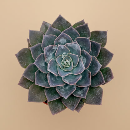 Echeveria Blue Prince | 6 inch