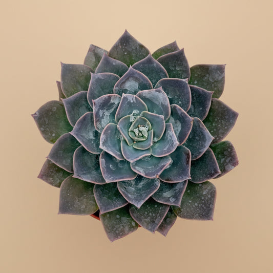 Echeveria Blue Prince | 6 inch