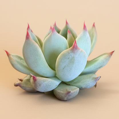 Echeveria Lindsayana (Parva) – 4.5” Pot