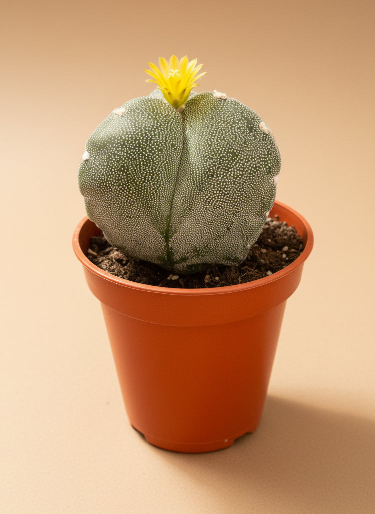 Astrophytum Myriostigma var. Tricostatum