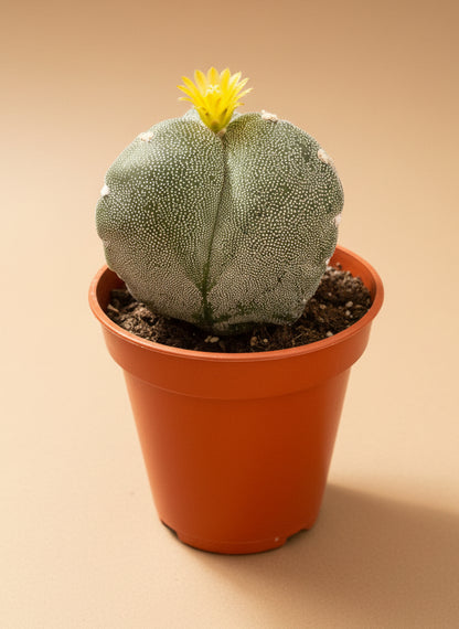 Astrophytum Myriostigma var. Tricostatum