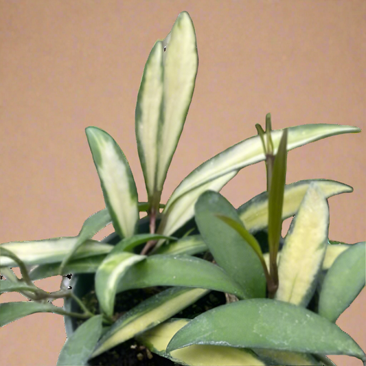 Hoya Wayetii Variegated