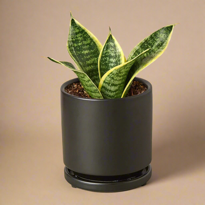 Snake Plant Laurentii Dwarf