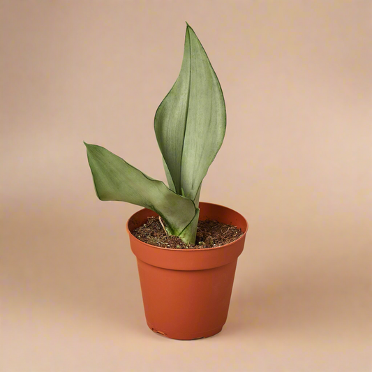 Snake Plant Moonshine