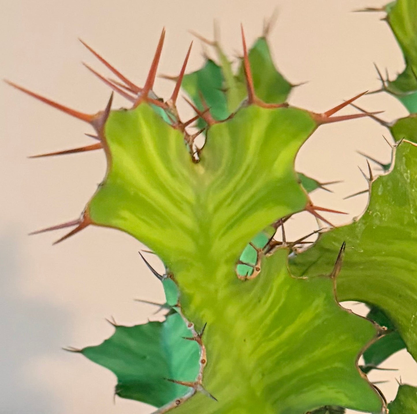 Euphorbia Grandicornis