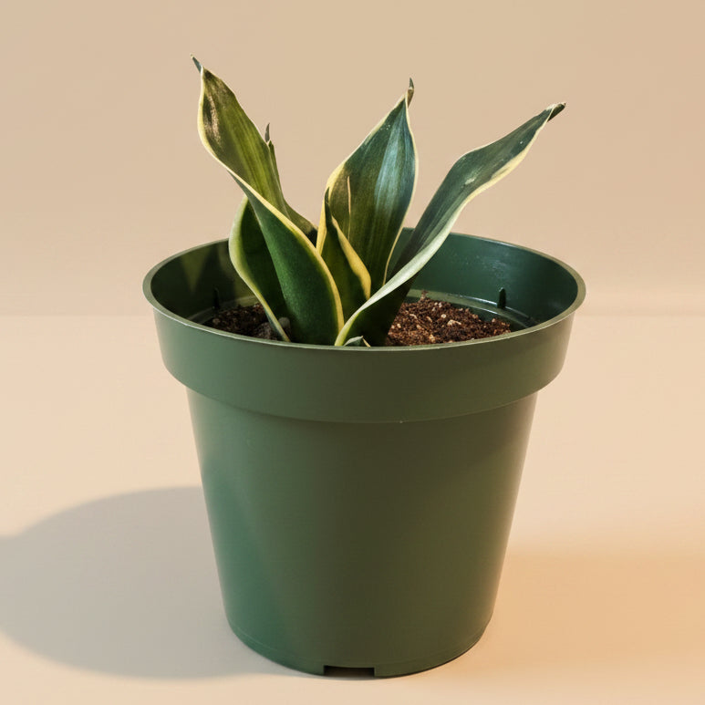 Sansevieria Trifasciata Stars & Stripes 4.5” pot