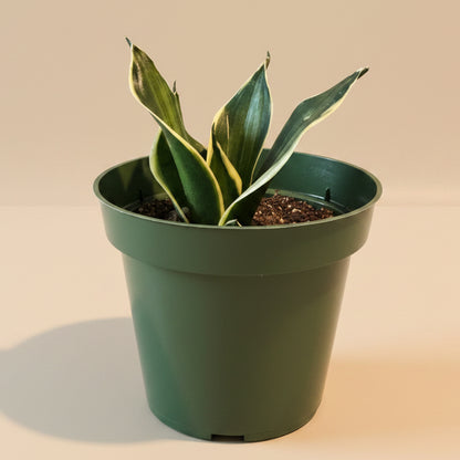 Sansevieria Trifasciata Stars & Stripes 4.5” pot