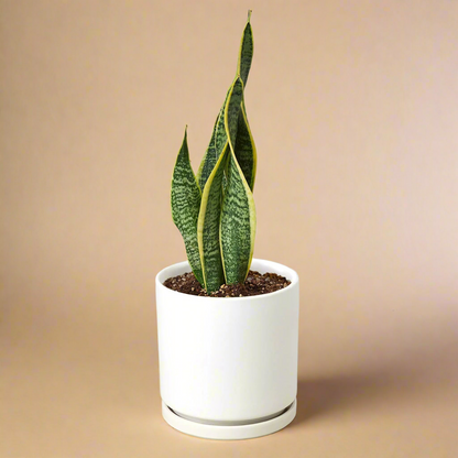 Snake Plant Laurentii