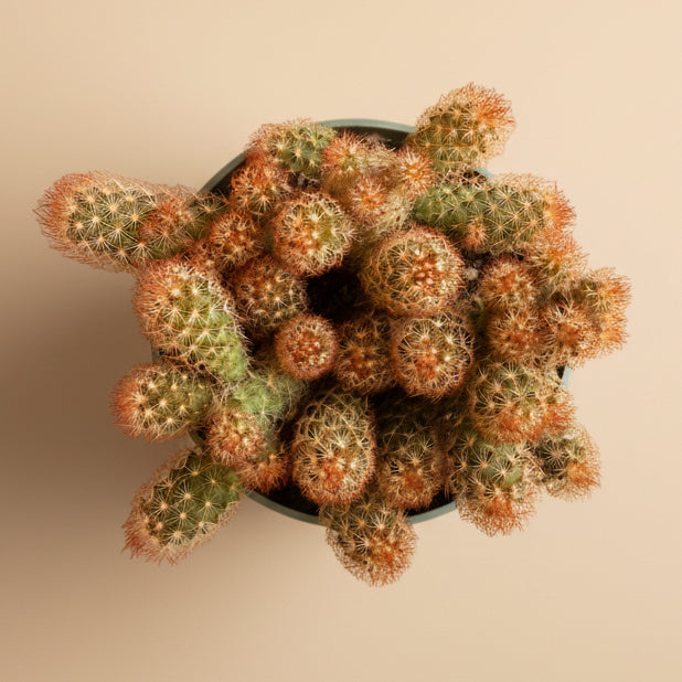 Mammillaria Elongata 'Copper King' -4.5” pot