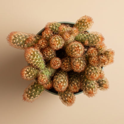 Mammillaria Elongata 'Copper King' -4.5” pot