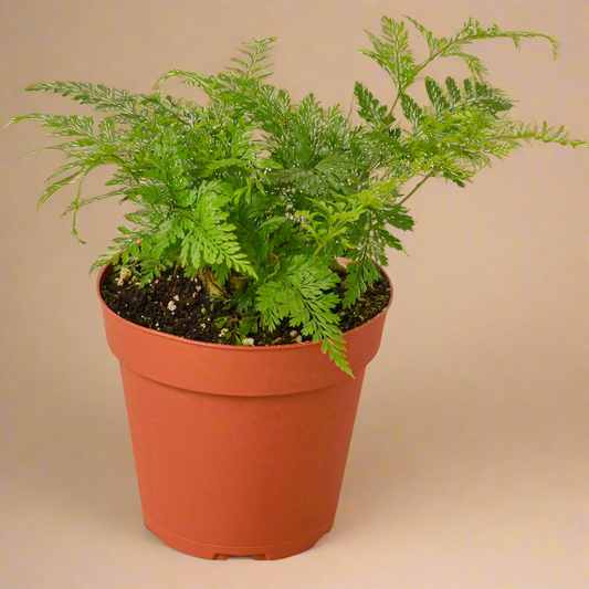 Rabbit's Foot Fern