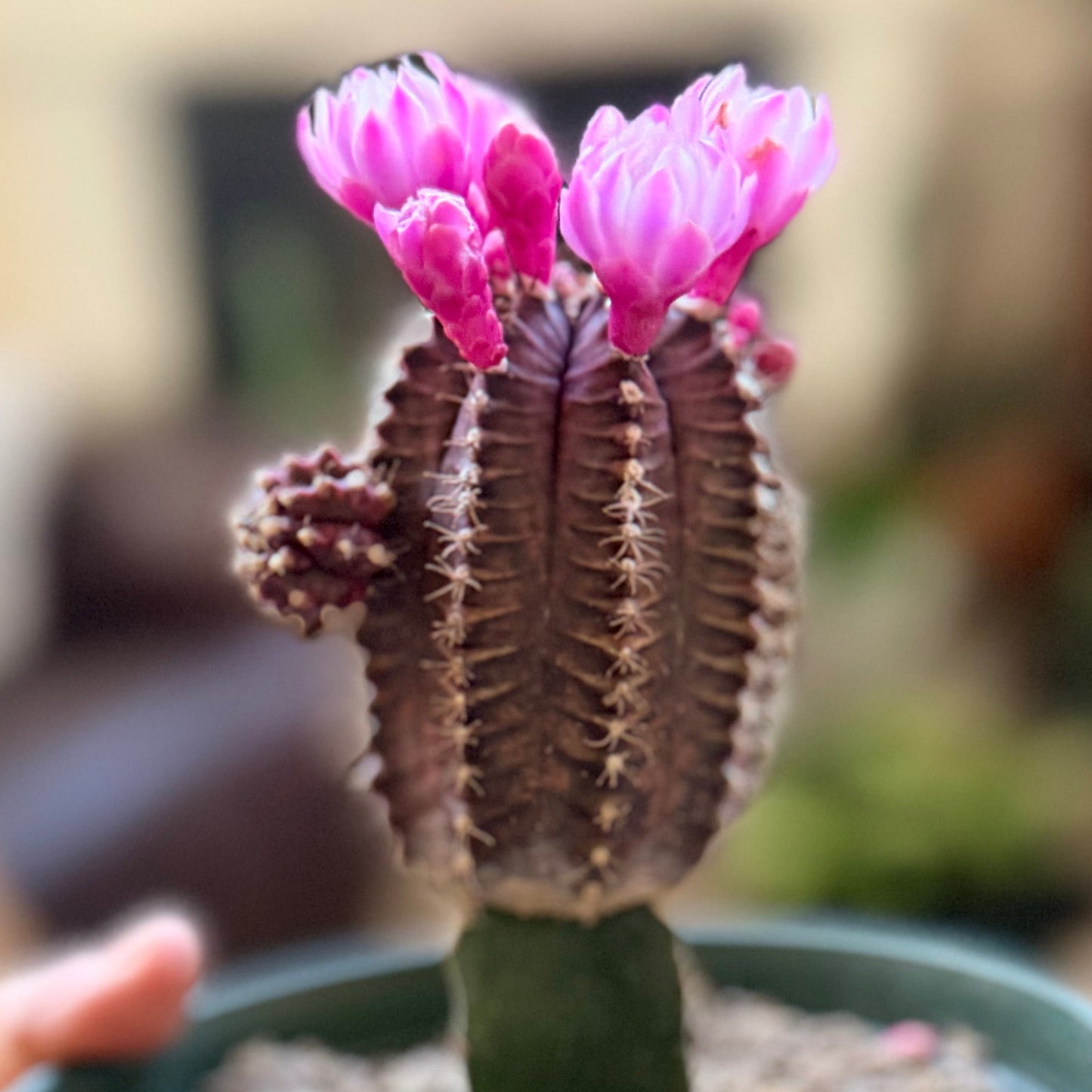 Grafted Purple Moon Cactus - Gymnocalycium mihanovichii Hibotan