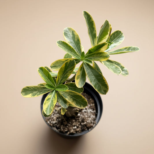 Variegated Grafted Desert Rose 8” pot