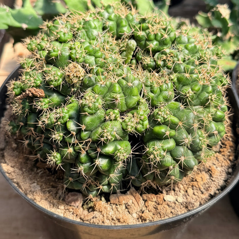 Gymnocalycium marsoneri subsp. matoense cv. Multiproliferum 8” pot