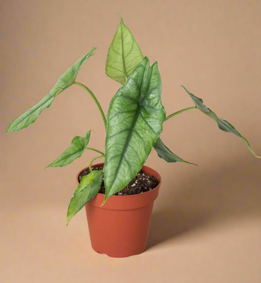 Alocasia Heterophylla - Dragons Breath